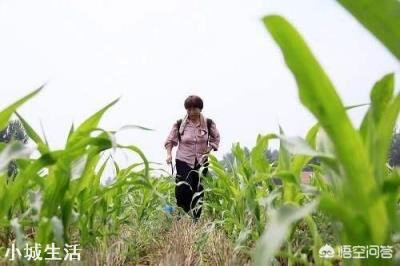 玉米除草,苗前、苗后打药哪个效果好?