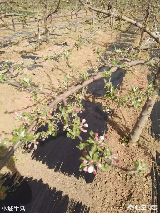如何提高苹果树的坐果率？促进苹果丰产？