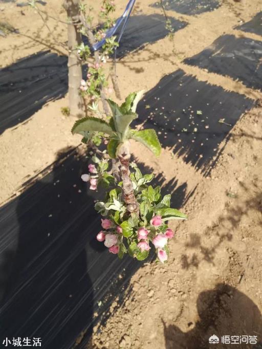 如何提高苹果树的坐果率？促进苹果丰产？
