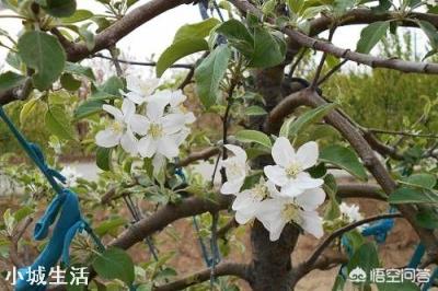 如何提高苹果树的坐果率？促进苹果丰产？