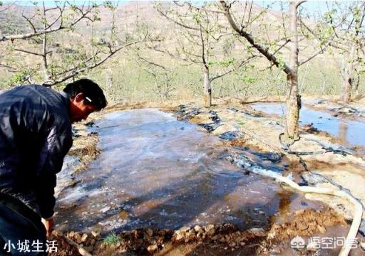 如何提高苹果树的坐果率？促进苹果丰产？