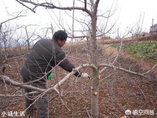 如何提高苹果树的坐果率？促进苹果丰产？