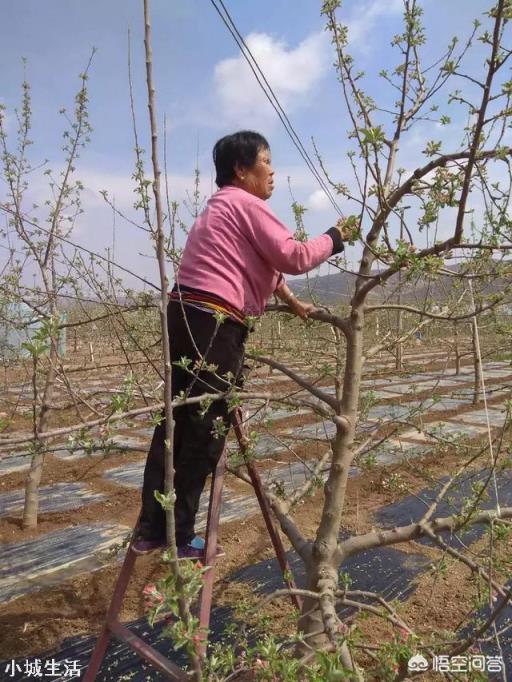 如何提高苹果树的坐果率？促进苹果丰产？