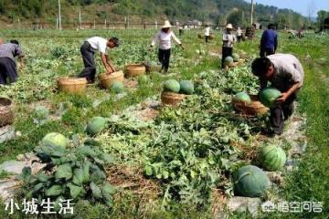 西瓜怎样才能提高产量和甜度？