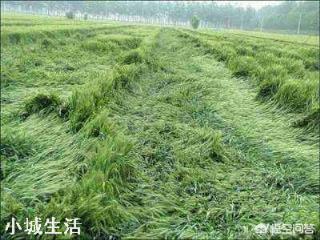 小麦倒伏上年比较严重,今年应该怎么预防呢?