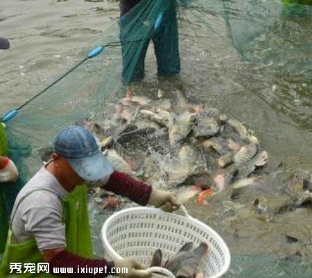 游客的放走乌龟的善举，引起了工作人员的烦扰