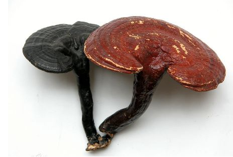 灵芝泡水喝有什么好处