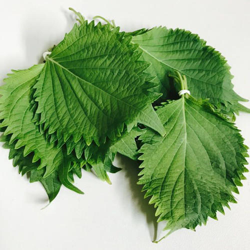 紫苏怎么吃最有营养