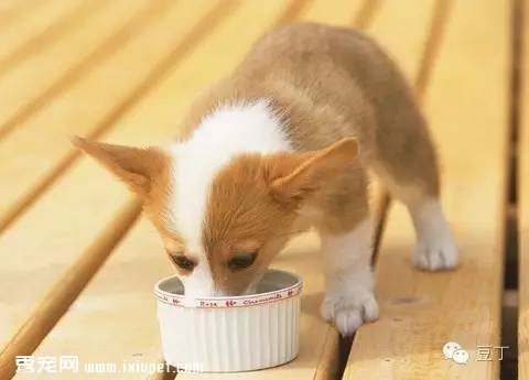 狗狗挑食没食欲怎么办？