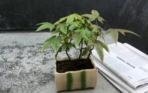 四季施肥那些事 施肥是花卉养护中最为关键的一环