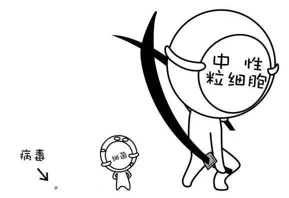 狗狗感冒为什么要做血常规？