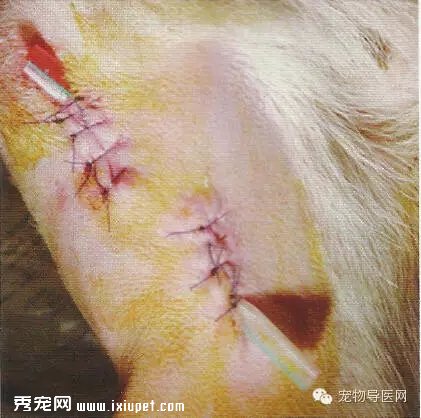宠物手术技巧——引流的分类以及临床应用！