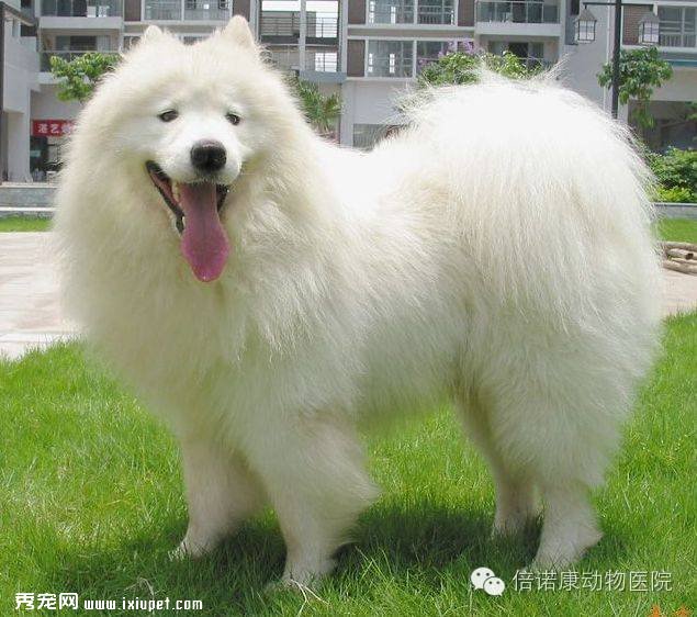 狗狗有寄生虫的9个迹象
