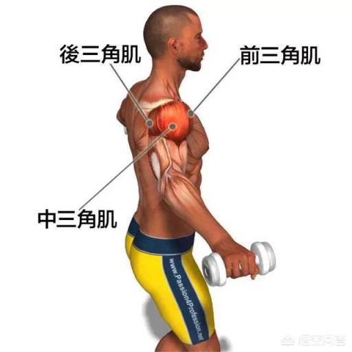 肩部跟哪里一起练比较好？