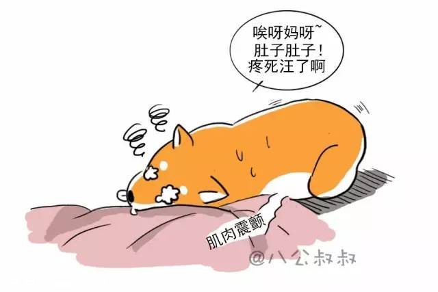 狗狗只是吐了，竟然会致命？
