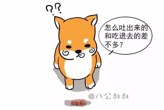 狗狗只是吐了，竟然会致命？