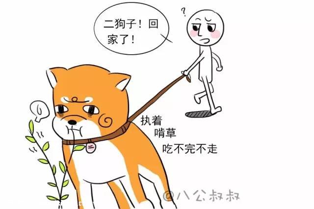 狗狗只是吐了，竟然会致命？