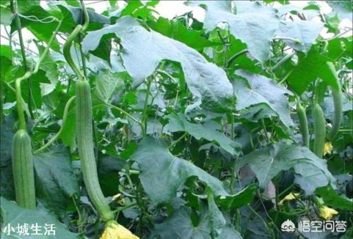 丝瓜种植没被挤压，为什么种植出大量变弯曲的丝瓜？
