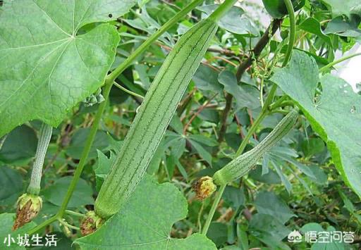 丝瓜种植没被挤压，为什么种植出大量变弯曲的丝瓜？