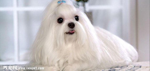 【拉萨犬】拉萨犬和西施犬的区别_拉萨犬多少钱|价格