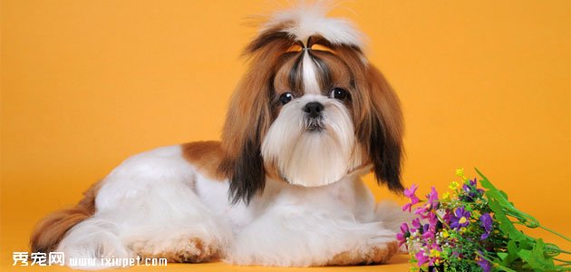 【拉萨犬】拉萨犬和西施犬的区别_拉萨犬多少钱|价格