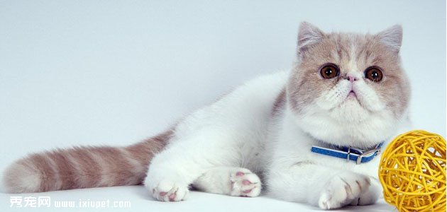 【加菲猫】加菲猫多少钱,好养吗?加菲猫的特征和训练方法