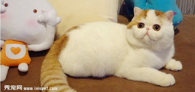 【加菲猫】加菲猫多少钱,好养吗?加菲猫的特征和训练方法