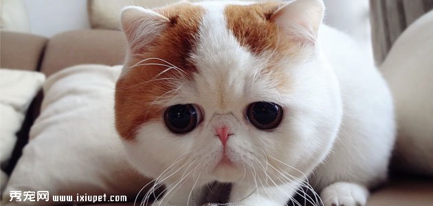 【加菲猫】加菲猫多少钱,好养吗?加菲猫的特征和训练方法