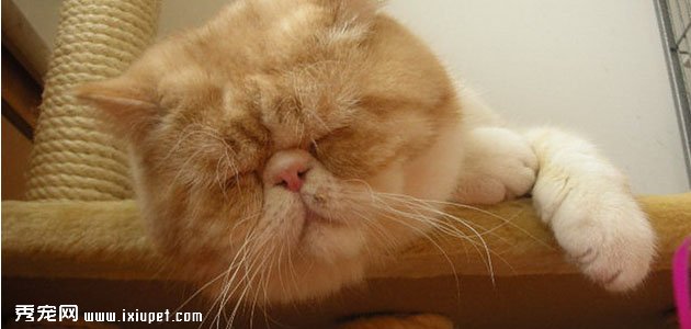【加菲猫】加菲猫多少钱,好养吗?加菲猫的特征和训练方法