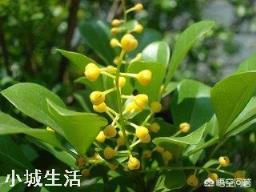 在武汉，米兰花冬季放室内过冬可行吗？有哪些需要注意的？