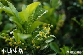 在武汉，米兰花冬季放室内过冬可行吗？有哪些需要注意的？