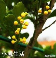 在武汉，米兰花冬季放室内过冬可行吗？有哪些需要注意的？