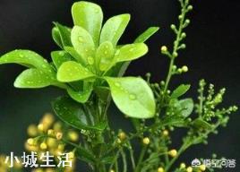 在武汉，米兰花冬季放室内过冬可行吗？有哪些需要注意的？