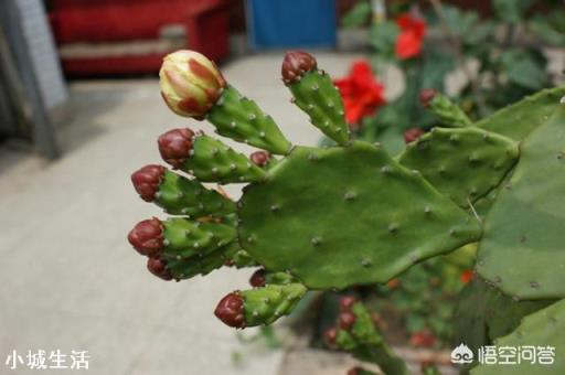 仙人掌什么时候开花？