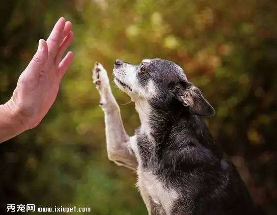 多大的狗算老年犬?有哪些生理迹象?