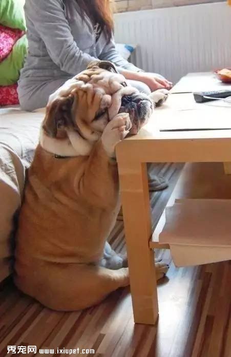 多大的狗算老年犬?有哪些生理迹象?
