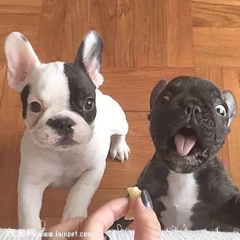 多大的狗算老年犬?有哪些生理迹象?