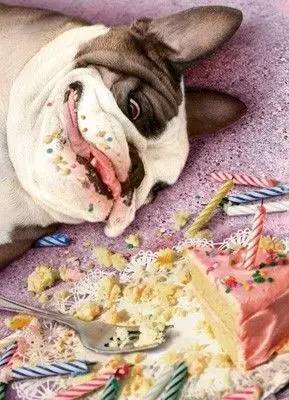 多大的狗算老年犬?有哪些生理迹象?