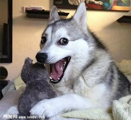 多大的狗算老年犬?有哪些生理迹象?