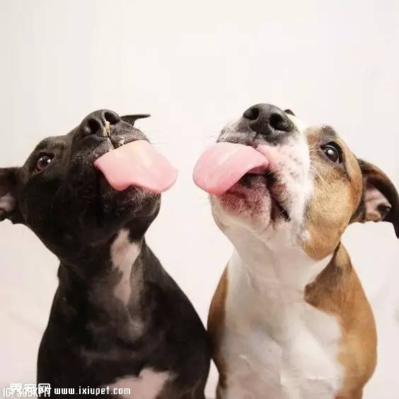 多大的狗算老年犬?有哪些生理迹象?