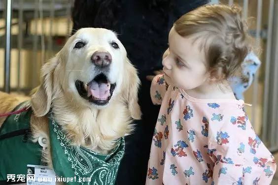 多大的狗算老年犬?有哪些生理迹象?