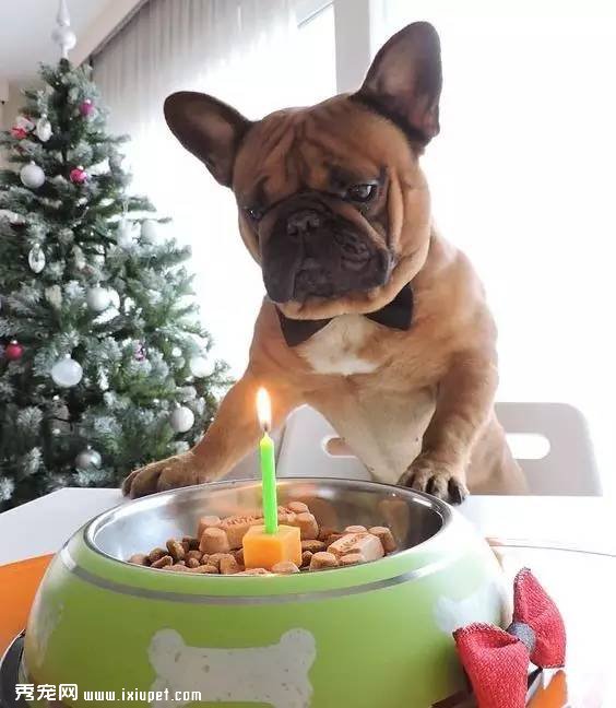 多大的狗算老年犬?有哪些生理迹象?