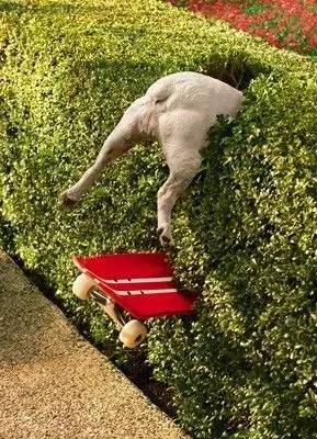 多大的狗算老年犬?有哪些生理迹象?