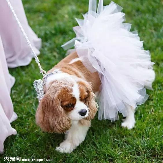 多大的狗算老年犬?有哪些生理迹象?