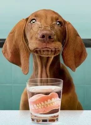 多大的狗算老年犬?有哪些生理迹象?
