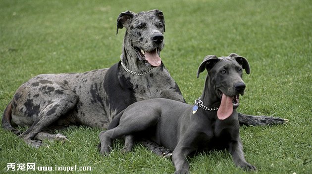 大丹犬選購技巧_大丹犬多少錢一只，好養嗎？