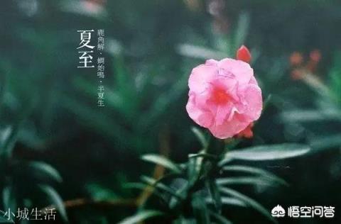 关于夏至的传统活动和习俗有哪些？
