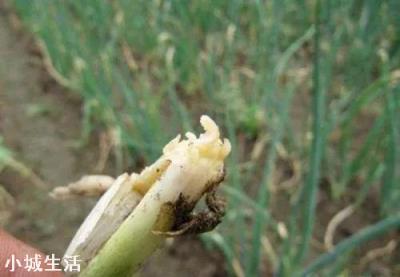 栽的葱慢死怎么治？