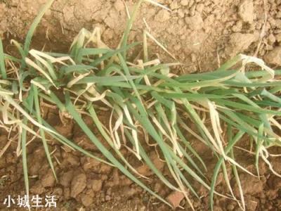 栽的葱慢死怎么治？