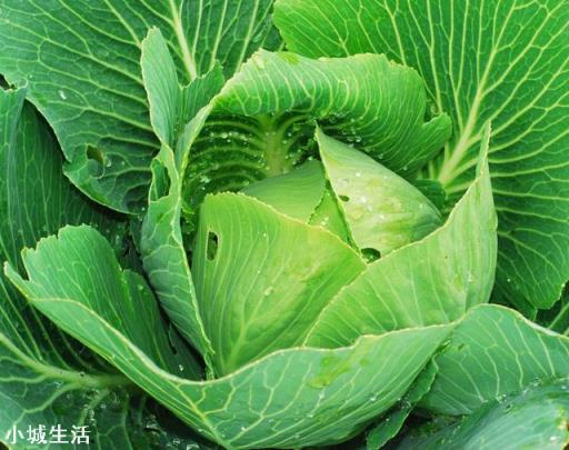 卷心菜农药多吗？